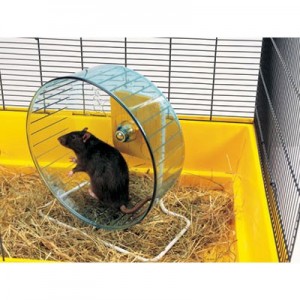 Savic Rueda de ejercicio con soporte para ratas y chinchillas
