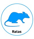 Tienda para Ratas