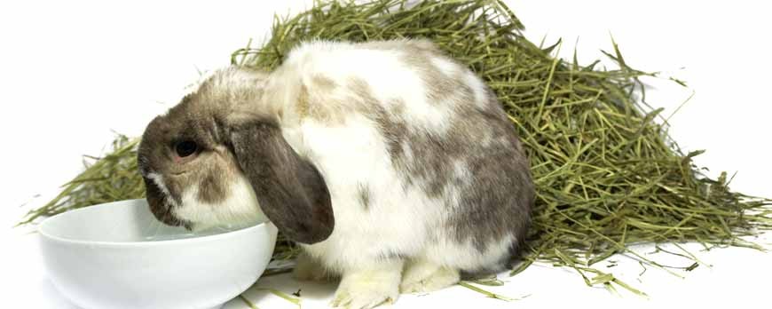 EL HENO DE FESTUCA, AVENA Y ALFALFA Y SUS PROPIEDADES