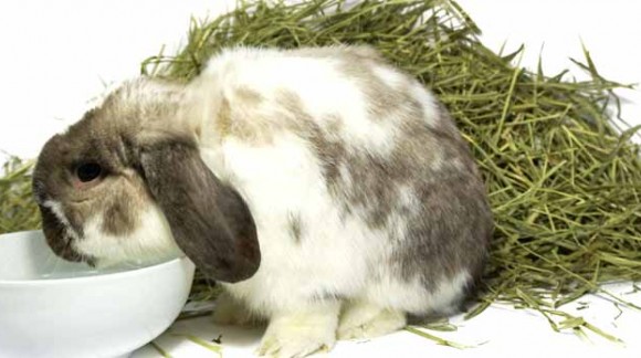 EL HENO DE FESTUCA, AVENA Y ALFALFA Y SUS PROPIEDADES