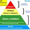 PIRAMIDE ALIMENTICIA DE LOS HERBÍVOROS: Conejos, Cobayas, Chinchillas y Degús