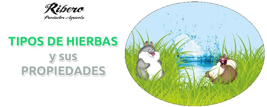 TIPOS DE HIERBAS Y SUS PROPIEDADES: PARA CONEJOS, COBAYAS Y ROEDORES 