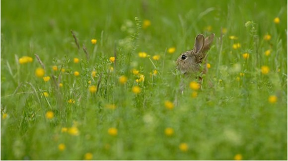 HENOS BIOLOGICOS Y ECOLOGICOS PARA ROEDORES