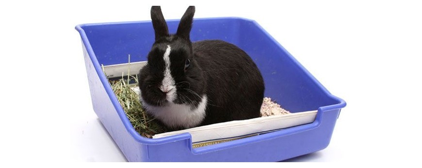 Como enseñar a tu conejo a hacer sus necesidades en la bandeja higiénica.